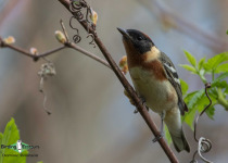 Bay-breasted Warbler