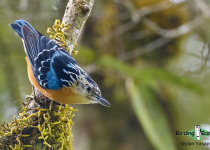 Beautiful Nuthatch