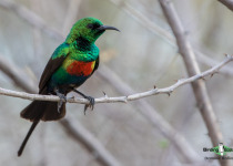 Beautiful Sunbird