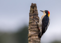 Beautiful Woodpecker