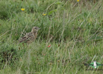 Beesley's Lark