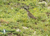 Bicknell's Thrush