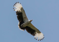 Palm-nut vulture