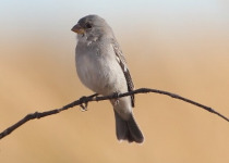 Plumbeous Seedeater