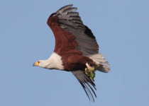 African fish eagle