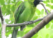 Blue-winged Leafbird