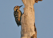 Sunda Woodpecker