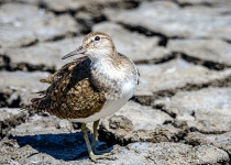 Common Sandpiper