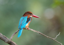 White-throated Kingfisher