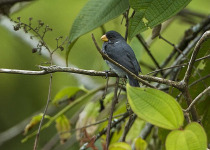 Slate-colored Seedeater