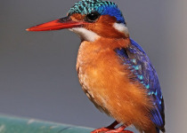 Malachite Kingfisher