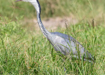 Black-headed Heron