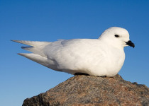 Snow Petrel