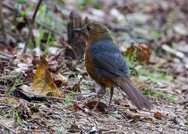 Heinrich's Forest Thrush