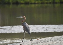 Goliath Heron