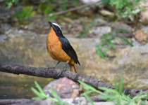 White-crowned Robin-Chat