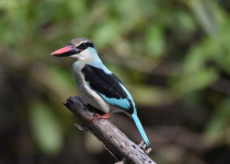 Woodland Kingfisher