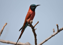 Southern Carmine Bee-eater