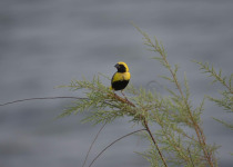 Black-headed Weaver