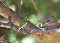 African emerald cuckoo