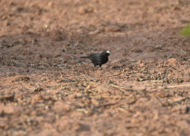 White-rumped Wheatear