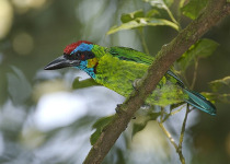 Crimson-winged Woodpecker