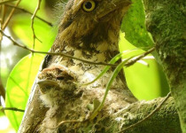 Javan Frogmouth