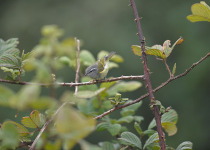 Ashy-throated Warbler