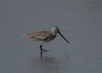 Short-billed Dowitcher
