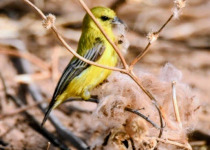Yellow penduline tit