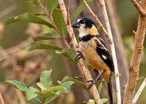 Yellow-bellied Seedeater