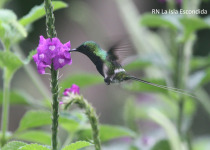 Black-bellied Thorntail