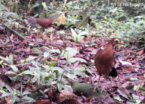 Nocturnal Curassow