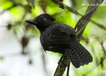 Fulvous Antshrike