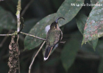 Buff-tailed Sicklebill