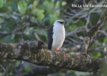 Black-faced Hawk