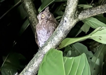 Foothill Screech-Owl