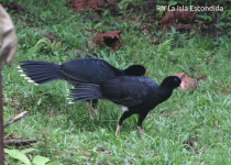 Salvin's curassow
