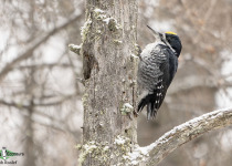 Black-backed Woodpecker