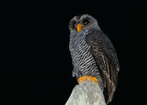 Black-banded Owl