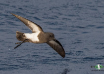 Black-bellied Storm Petrel