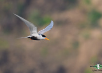 Black-bellied Tern