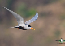 Black-bellied Tern