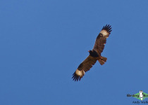 Black-breasted Buzzard