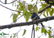 Black-breasted puffbird