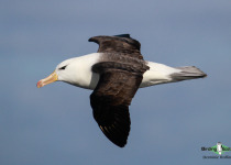 Black-browed albatross