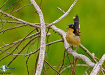 Black-capped Donacobius