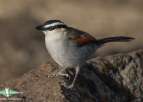 Black-crowned Tchagra