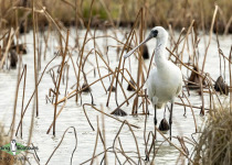 Black-faced Spoonbill