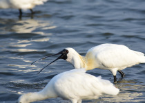 Black-faced Spoonbill